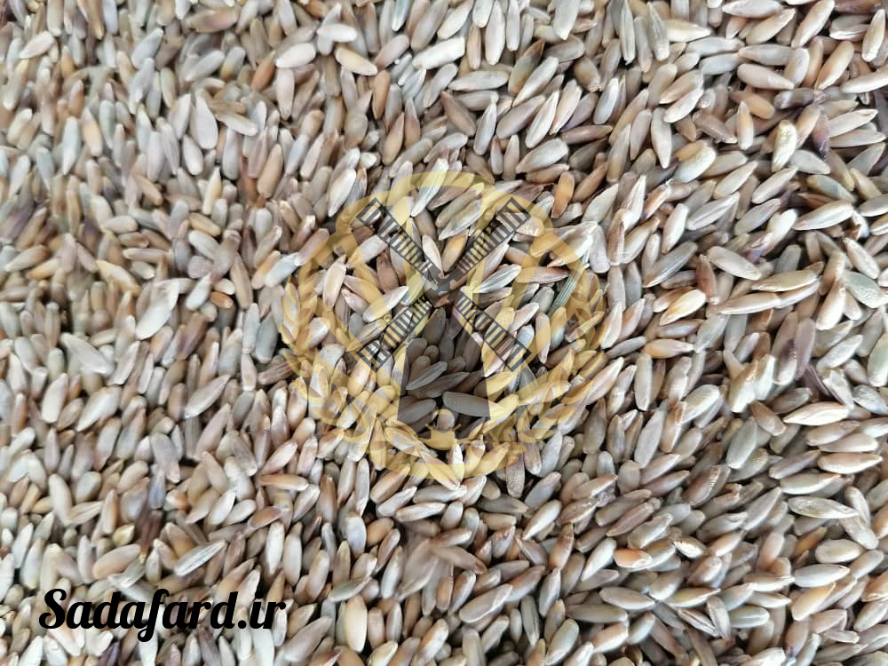 دانه چاودار چیست؟ و چه فرقی با گندم دارد؟