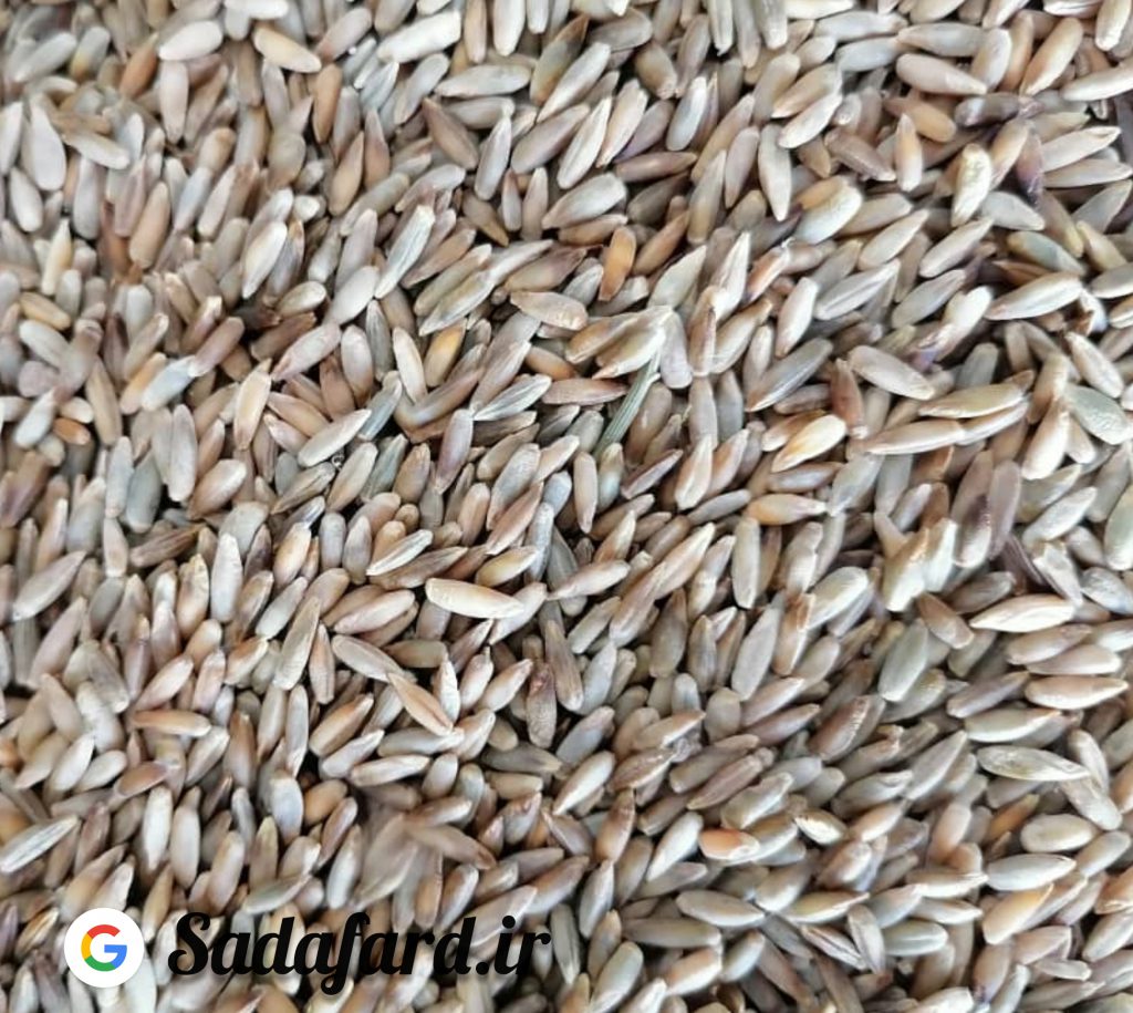 چاودار دانه ای است تیره تر از گندم و کشیده تر و بسیار مقاوم نسبت به هوای سرد و خاک غیرحاصلخیز