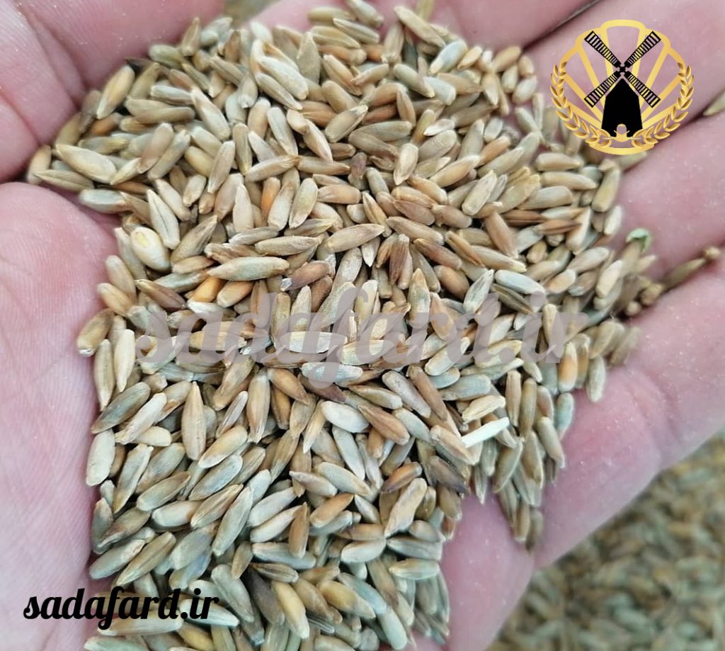 خواص چاودار چیست؟ و از تاثیر آن بر بدن چه می دانید؟