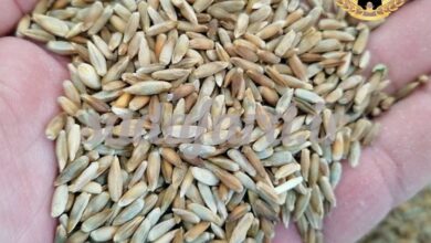 دانه چاودار