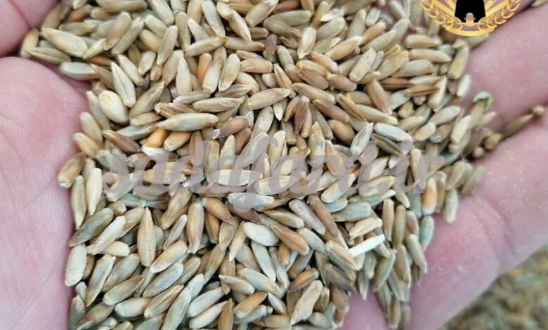 دانه چاودار