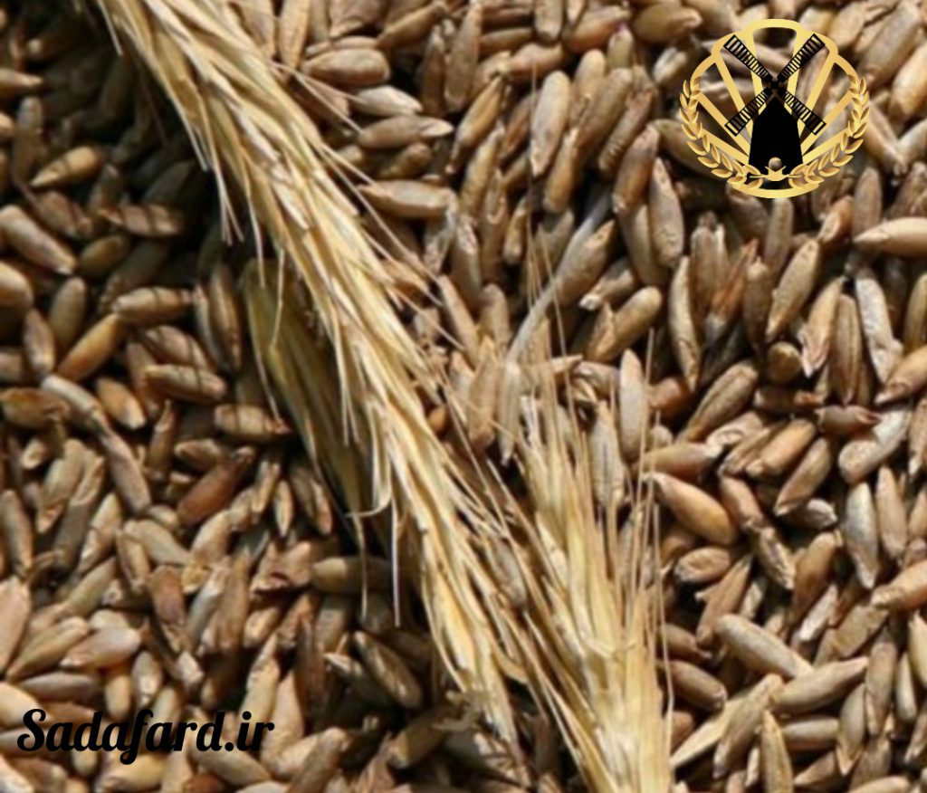 خوشه های دراز و برگ های پهن. از گندم تیره تر و کشیده تر می باشد