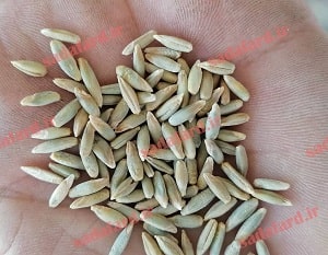 شکل ظاهری دانه چاودار