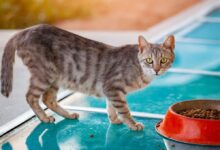 راهنمای خرید غذای خشک گربه