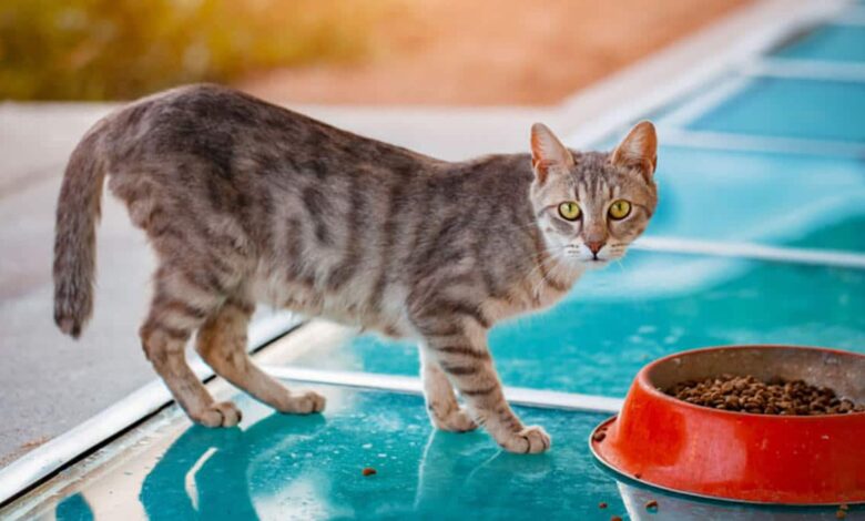 راهنمای خرید غذای خشک گربه