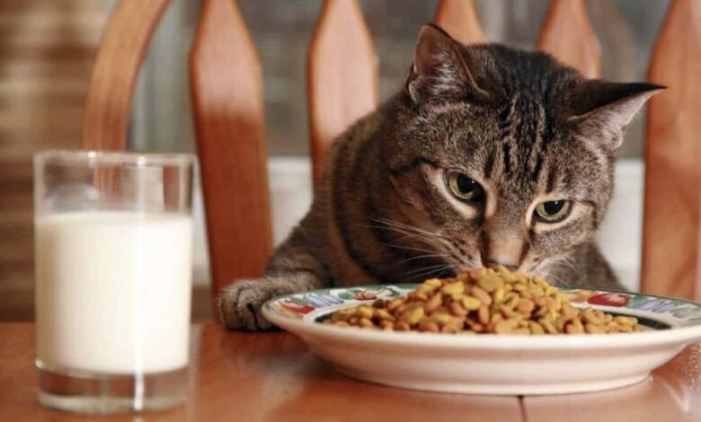 راهنمای خرید غذای خشک ارزان گربه و تهیه آن