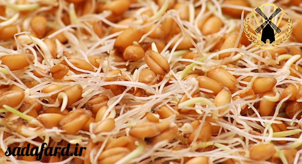 نان پخته شده با جوانه غلات بسیار پرانرژی است و مواد مغذی موجود در این نان ها بسیار زیاد می باشند.