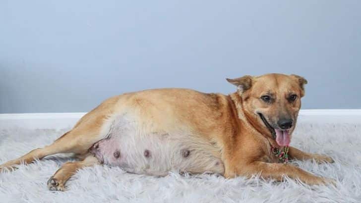 سقط شدن جنین سگ