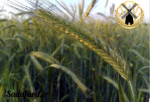 شکل ظاهری دانه چاودار