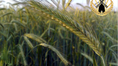 شکل ظاهری دانه چاودار