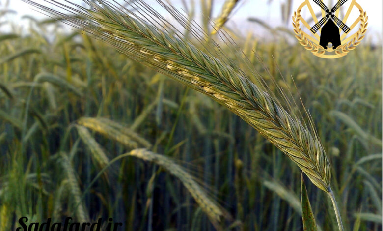 شکل ظاهری دانه چاودار