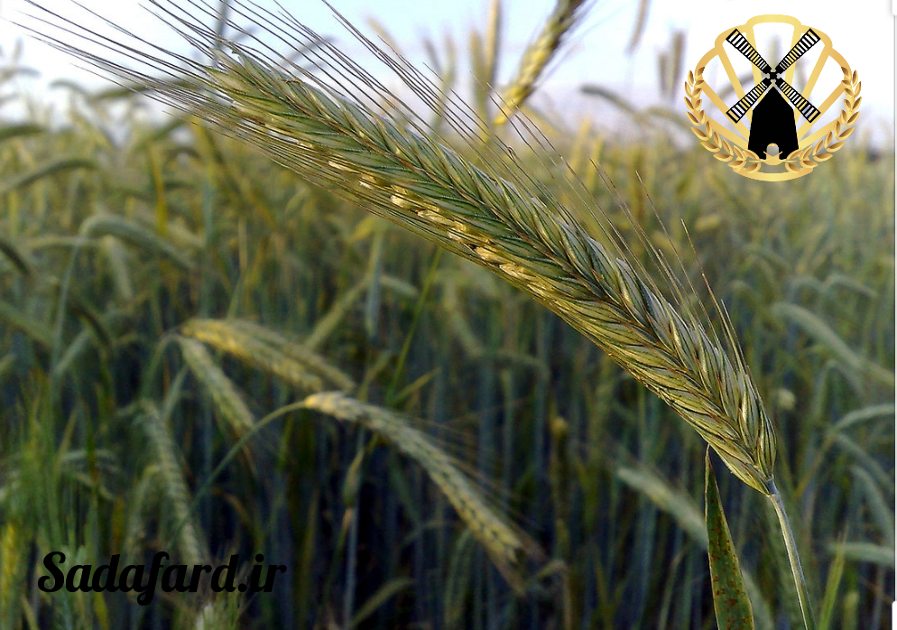 خوشه چاودار نسبت به گندم تر تیزتر و کشیده تر می باشد.