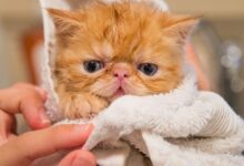 شامپو زدن گربه