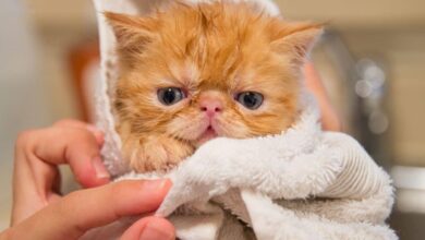 شامپو زدن گربه