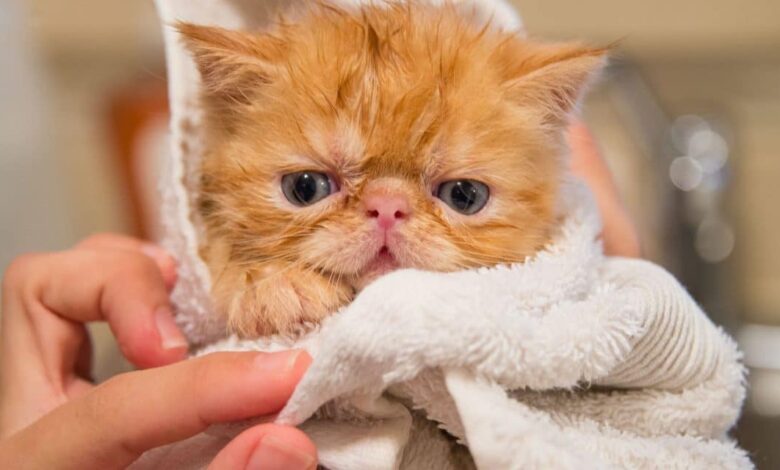 شامپو زدن گربه