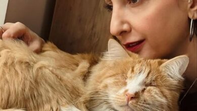 شقایق دهقان در کنار گربه اش