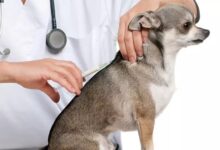 واکسیناسیون سگ