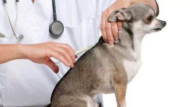 واکسیناسیون سگ