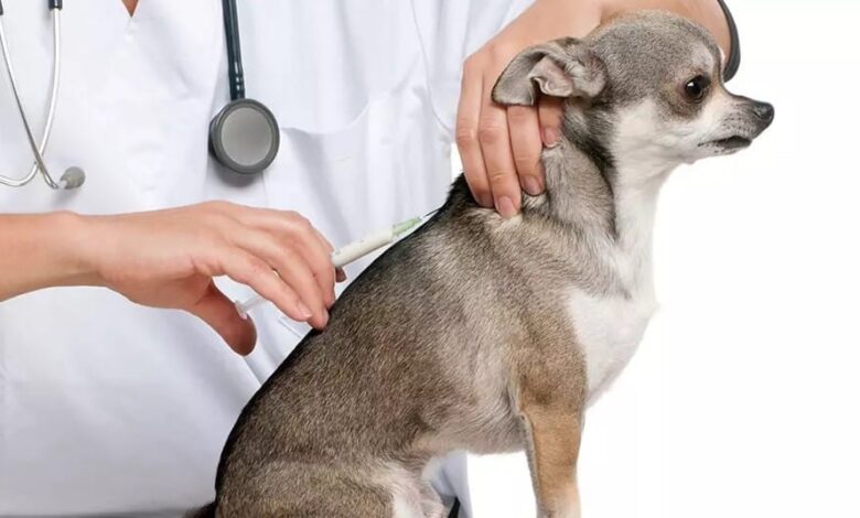 واکسیناسیون سگ