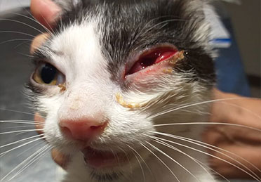 قرمزی چشم گربه