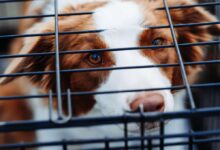 باکس و قفس سگ