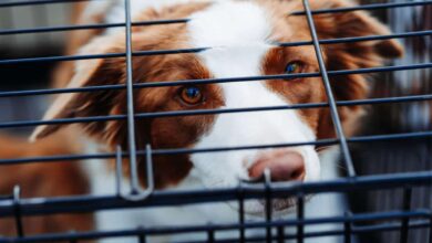 باکس و قفس سگ