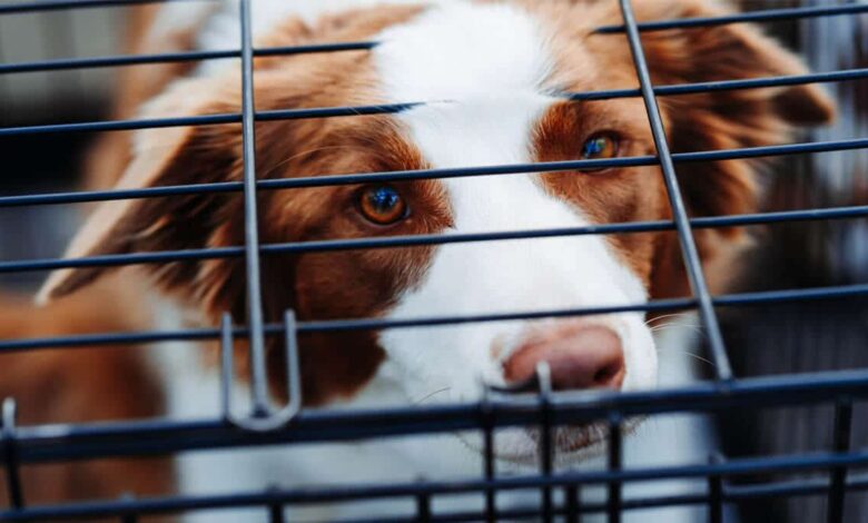 باکس و قفس سگ