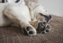 مراقبت پنجه سگ