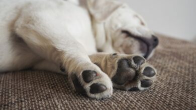 مراقبت پنجه سگ