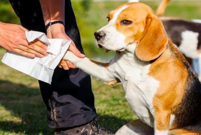 نحوه مراقبت از پنجه سگ