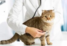 معاینه گربه توسط پزشک