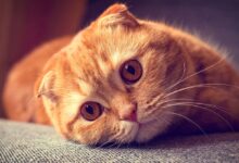 گربه اسکاتیش فولد