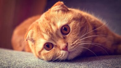 گربه اسکاتیش فولد