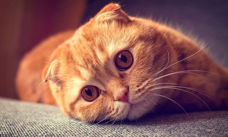 گربه اسکاتیش فولد