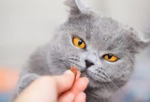 مولتی-ویتامین-گربه