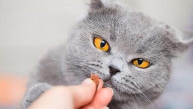 مولتی-ویتامین-گربه