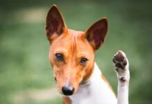 همه چیز درمورد نژاد سگ باسنجی، نژاد آپارتمانی