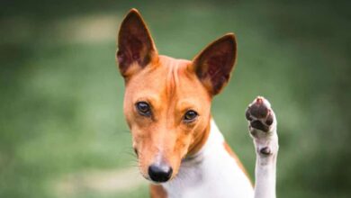 همه چیز درمورد نژاد سگ باسنجی، نژاد آپارتمانی
