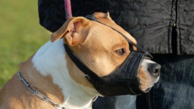 پوزه بند سگ