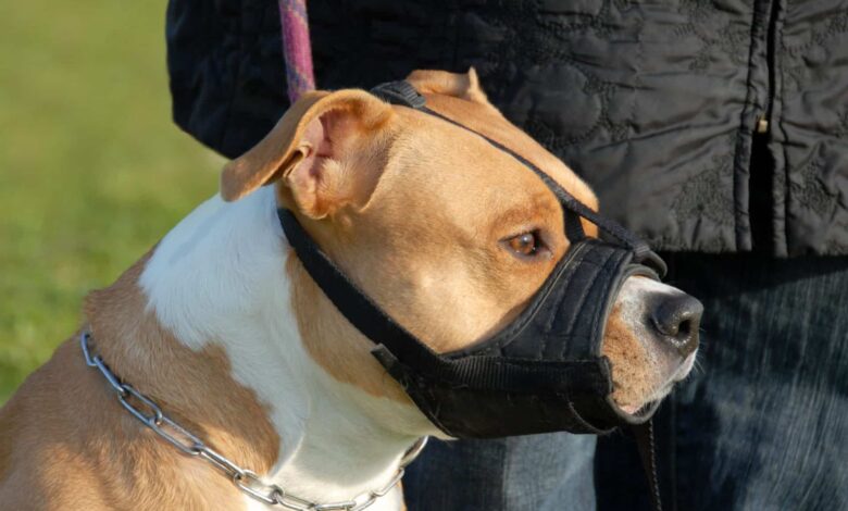 پوزه بند سگ