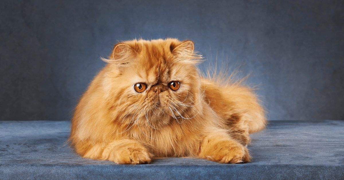 گریه کردن نژاد پرشین