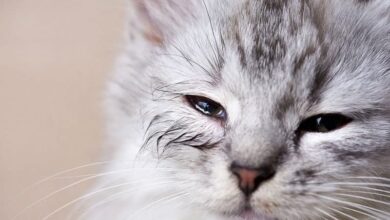 گریه کردن گربه