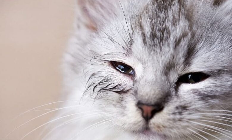 گریه کردن گربه