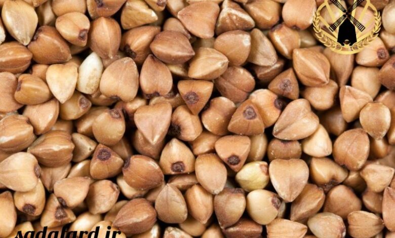 دانه گندم سیاه چیست