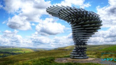 درخت آوازه خوان در انگلیس