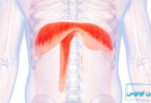 تنفس دیافراگمی در خوانندگی