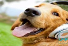 تاثیر موسیقی بر حیوانات مختلف