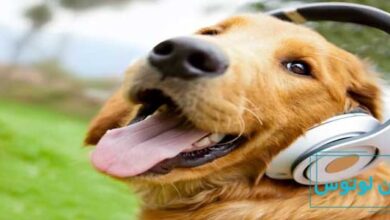 تاثیر موسیقی بر حیوانات مختلف