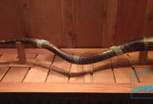 معرفی ساز بوق