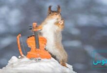 کوچک ترین سازهای دنیا